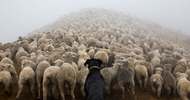 Photographer Takes Portraits Of The World’s Hardest-Working Dogs