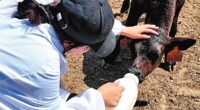 Quality products unlock Grasslands’ wealth