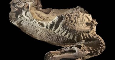 Scientists unravel mystery of strange ‘mummified’ dinosaur with hooves
