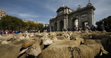 Streets of Madrid Jammed With Sheep, and That's Too Ba-a-a-ad – RedState