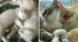 The Best Of ‘Cat Grows’: 50 Heartwarming Transformations From The Community