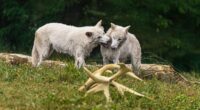 The Dire Wolf's Future: What De-Extinction Looks Like Years from Now
