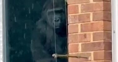 The video shows the apes pressing against the glass of their enclosure, as the visitor claims they were able to 'just walk straight in' with no sign of staff or security on site