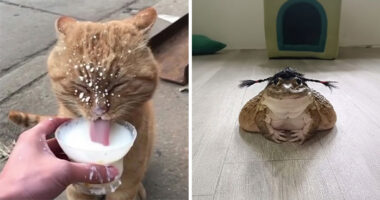 These 34 Animal Photos Are Proof That Nature Has A Great Sense Of Humor