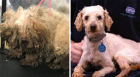 These Dogs Were So Neglected, Rescuers Couldn’t Tell What Breed They Are But Their Transformations Look Amazing
