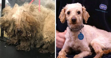 These Dogs Were So Neglected, Rescuers Couldn’t Tell What Breed They Are But Their Transformations Look Amazing
