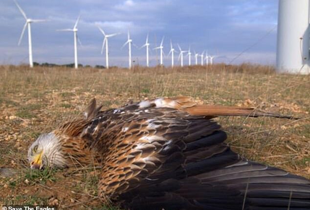 When Donald Trump warned that wind farms were 'eagle graveyards' he was mocked by liberals, but now a top cabinet official is warning that as well as harming wildlife, they threaten America's troops (pictured: a red kite killed by colliding with a turbine in Spain)