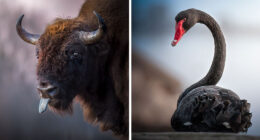 This Photographer Captured 40 Breathtaking Shots Of Wildlife