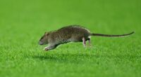 Wales' World Cup qualifier against Belgium had to be halted when a rat ran on the field