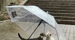 33 Highly Amusing Street Photos Shared On This Instagram Page (New Pics)