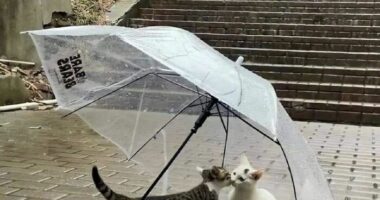 33 Highly Amusing Street Photos Shared On This Instagram Page (New Pics)