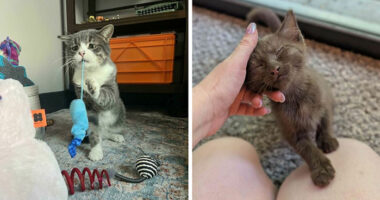 46 Pics Of Foster Animals That Might Wriggle Into Your Heart And Take Up Permanent Residence
