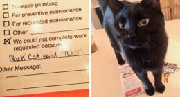 50 Hilarious Photos That Prove Cats Are The Biggest Jerks