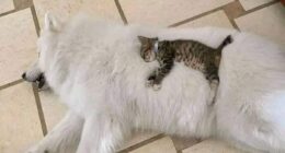 50 Times People Spotted Animals In Places They Shouldn’t Be And Just Had To Document It