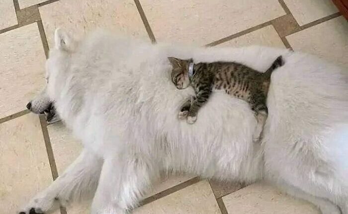 50 Times People Spotted Animals In Places They Shouldn’t Be And Just Had To Document It