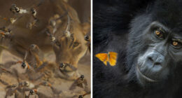 60 Stunning Winning Images From Nature Photographer Of The Year 2025