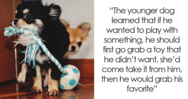 61 Amazing Stories About The Most Intelligent Pets People Have Ever Had