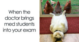 71 Funny Animal Memes To Bring Light To Your Day (New Pics)