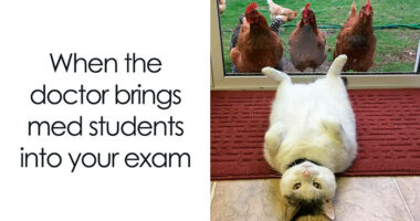 71 Funny Animal Memes To Bring Light To Your Day (New Pics)