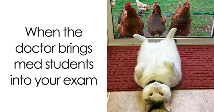 71 Funny Animal Memes To Bring Light To Your Day (New Pics)