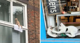 80 Times People’s Days Were Made By Kitties Sitting By The Window (New Pics)