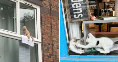 80 Times People’s Days Were Made By Kitties Sitting By The Window (New Pics)