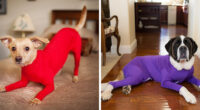 Amazon Is Selling Dog Onesies That Protect Your House From Shedding And Helps Reduce Their Anxiety
