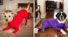 Amazon Is Selling Dog Onesies That Protect Your House From Shedding And Helps Reduce Their Anxiety