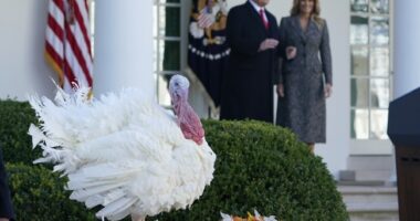 Americans Planning Thanksgiving Dinners Just Got Even Better News Than Wh Expected – RedState