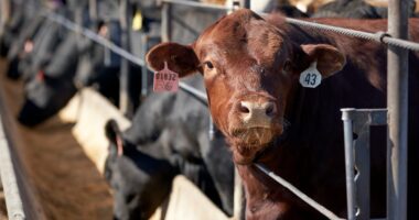 America’s largest meat supplier to close vast beef processing plant while industry reckons with Trump policies and threats