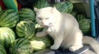 Angry-Looking Cat Supervises Watermelons In Thailand And Is Loved By The Community
