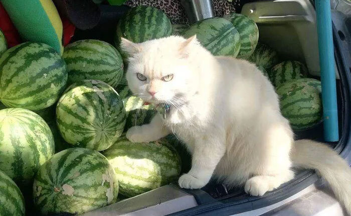 Angry-Looking Cat Supervises Watermelons In Thailand And Is Loved By The Community