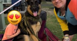 Nathan McKeown has been arrested over the death of his German shepherd, Arnie, who was reportedly stolen earlier this month