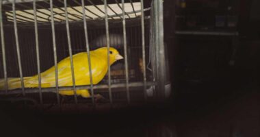 As AI angst hits markets, this stock — not Nvidia — is the canary in the coal mine