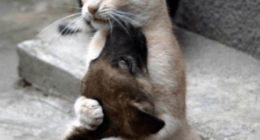 Associated Press Takes Another Swipe at Your Pets – HotAir