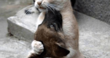 Associated Press Takes Another Swipe at Your Pets – HotAir