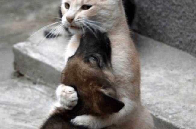 Associated Press Takes Another Swipe at Your Pets – HotAir