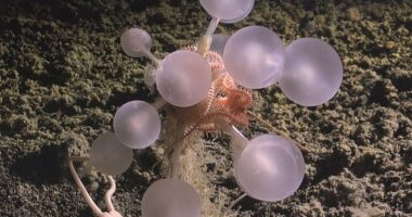 Its spherical form is covered in tiny hooks that trap prey, a clear contrast to the gentle, passive, filter-feeding undertaken by most sponges