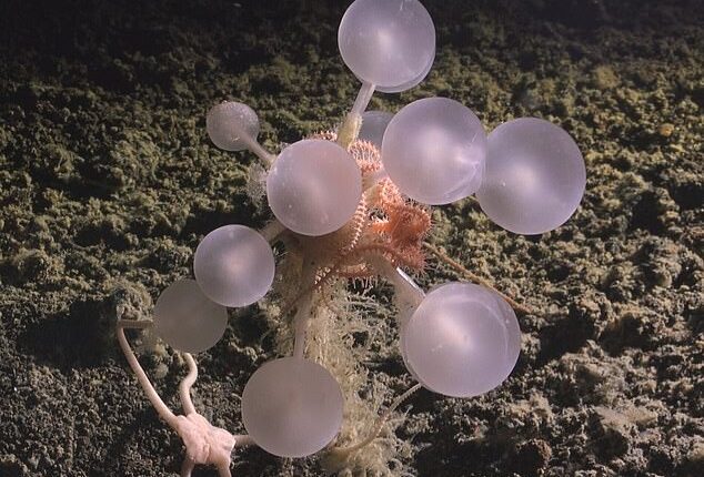 Its spherical form is covered in tiny hooks that trap prey, a clear contrast to the gentle, passive, filter-feeding undertaken by most sponges