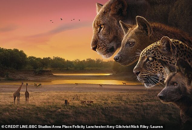 Kingdom, airing at 6.20pm on a Sunday, is an outstanding exception. Its standard of wildlife photography is superb, laying down a challenge to natural history film-makers across the world