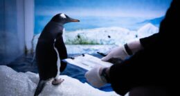 Campaign to free London Sea Life Aquarium penguins ‘trapped in basement’ backed by MPs
