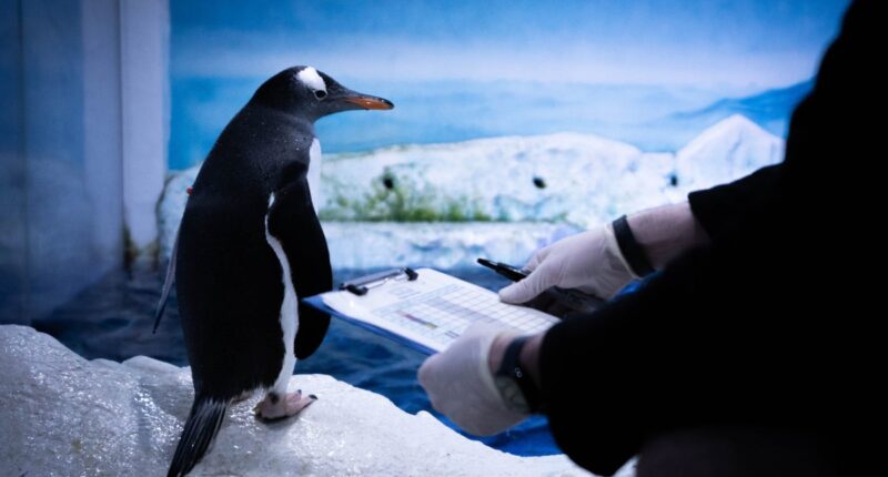 Campaign to free London Sea Life Aquarium penguins ‘trapped in basement’ backed by MPs