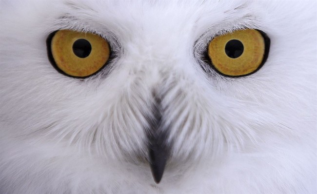 Chicago's North Side Now Buzzing With Snowy Owl Sightings – RedState