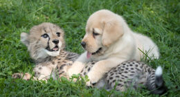 Cute Pictures of Dogs and Cheetahs Forming an Unlikely Friendship