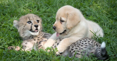 Cute Pictures of Dogs and Cheetahs Forming an Unlikely Friendship