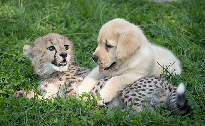Cute Pictures of Dogs and Cheetahs Forming an Unlikely Friendship