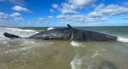 Dead whale ‘too big’  and ‘awkward’ to move from beach