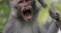 Escaped Monkeys No Match for Mississippi Mom – RedState