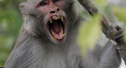 Escaped Monkeys No Match for Mississippi Mom – RedState