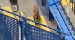 The furry intruder scurried through the empty seats before fans entered the stadium